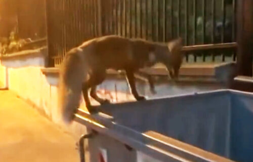 NEVEROVATNA scena u Beogradu: Lisica u potrazi za hranom kopa po kontejnerima na Dedinju (VIDEO)