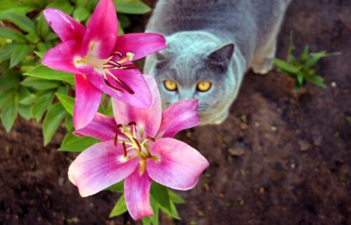 Otrovni lepotan: Ljiljan je veoma OPASAN za mačke, evo šta treba da uradite ako dođe do TROVANJA ljubimca