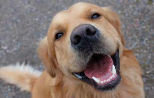 Slični su, a opet drugačiji od ljudi: Da li psi mogu da se ZALJUBE i kako oni doživljavaju emocije?
