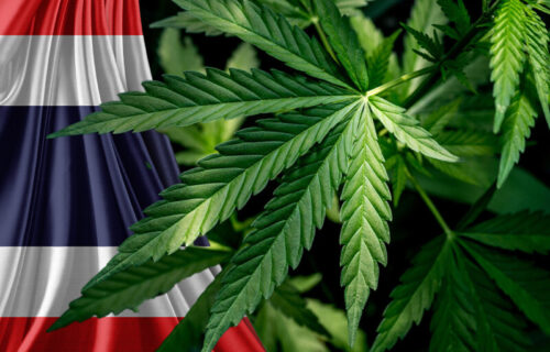 Podela milionskih sadnica KANABISA: Tajland LEGALIZOVAO marihuanu u medicinske svrhe