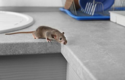Nabavite je i više se neće vraćati: Miševi ne podnose miris jedne biljke