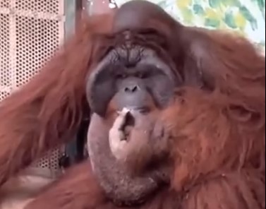Uznemirujući snimak iz zoo vrta: ORANGUTAN radi to kao ČOVEK, ljudi se brinu za njegovo zdravlje (VIDEO)