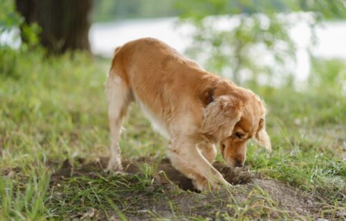 Samo igra ili nešto više: Veterinari otkrili zašto psi ZAKOPAVAJU svoje poslastice u dvorištu