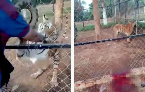 Horor u zoo vrtu, krv do kolena: POMAZIO TIGRA, pa vrištao u agoniji i nastradao (UZNEMIRUJUĆI VIDEO)