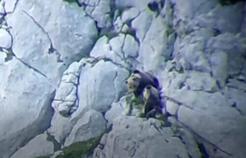 Snimak borbe DO SMRTI: Ovako medvedica brani mladunce od mužjaka, PREOKRET na kraju je brutalan (VIDEO)