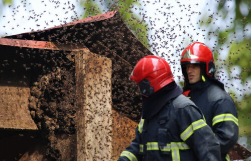 Pčela UBILA čoveka: Insekti napali dva muškarca, jedan UMRO na putu do bolnice