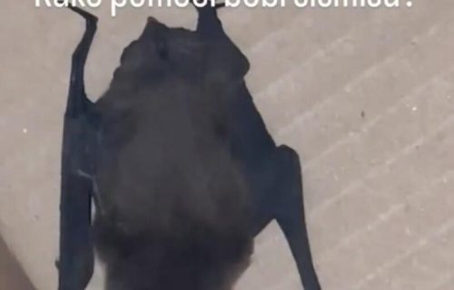 Nikolina Pišek RAZNEŽILA pratioce objavom: Objavila video i pokazala kome je POMOGLA (FOTO)