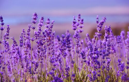 Tera moljce i komarce, neguje kožu i kosu: LAVANDA je veoma korisna u kući, a uzgaja se jednostavno