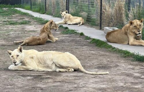 Nezamisliv HOROR u zoo vrtu: Izmučeni lavovi jedu SVOJE REPOVE, otkrivene jame sa kostima (VIDEO)