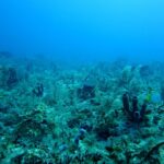 "Atlantik je neprepoznatljiv, ovo nije dobra vest": Zabrinjavajuće i drastične promene u moru kod Bermuda