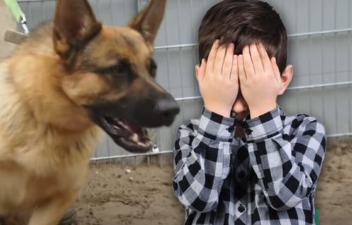 "Psi su mi umalo ZAKLALI sina (10) u školi": Majka otkrila DETALJE jezivog napada na Vidikovcu