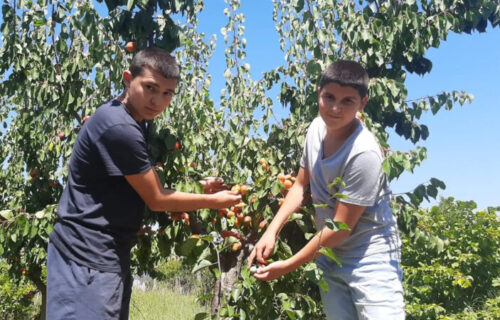 NEVERICA kod Aranđelovca: Đorđe i Nikola brali kajsije, pa se ŠOKIRALI kad su videli šta je rodilo (FOTO)