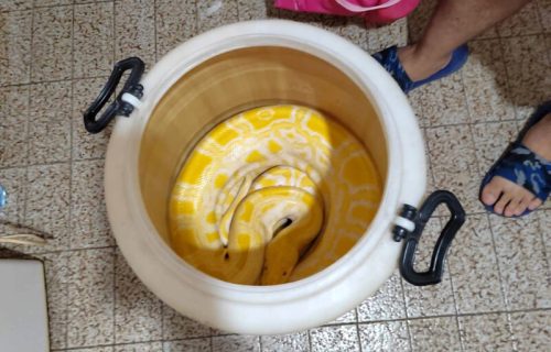 BIZARNA scena u Lazarevcu: Muškarac (36) držao pitona i prodao mladunče LAVA (FOTO)