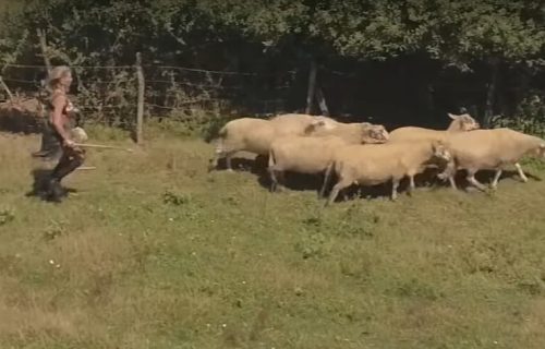 Adam vozio traktor, Alis čuvala OVCE: Isplivao ŠOK snimak Adaktarovih, ovakve ih još niste videli (VIDEO)