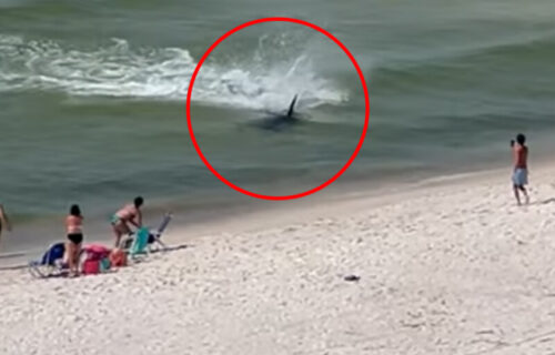 NEMAN se zaletela u plićak: Ljudi u ŠOKU bežali, nastala opšta panika na plaži (VIDEO)