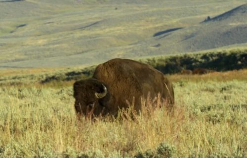 Kraj potrage: Pronađen bizon koji je pobegao iz Nacionalnog parka "Fruška gora"