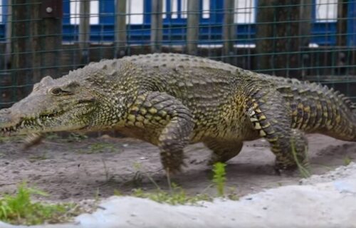 Krokodil brzinom munje POTRČAO ka čoveku: Sve je bilo gotovo za par sekundi (VIDEO)