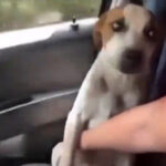 Otapa i najtvrđa srca: Vlasnik usvojio napuštenog psa, njegova reakcija RASPLAKALA je mnoge (VIDEO)