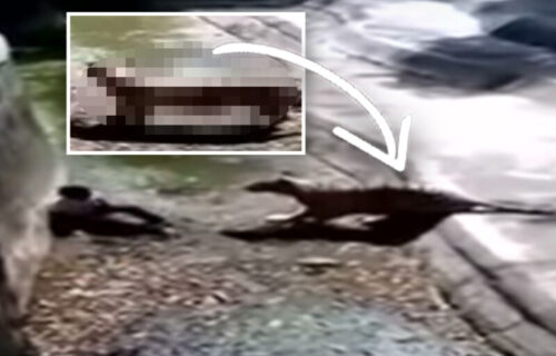 TRAGEDIJA u zoo vrtu: Mladić (20) upao u kavez TIGRA, drama se odigrala pred očima posetilaca (VIDEO)