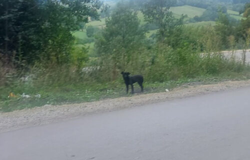 Pas mesec dana stoji na istom mestu i ČEKA vlasnika: Priča iz Gornjeg Milanovca će vas RASPLAKATI (FOTO)