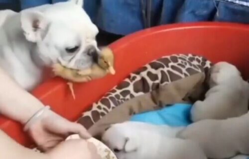 Najbolja mama na svetu! Dok su hranili njenu štenad nije dozvolila da PILENCE ostane gladno (VIDEO)