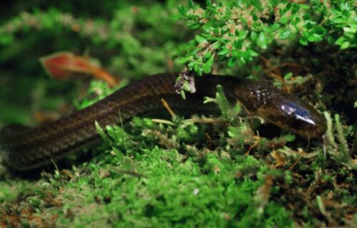 Čudne ZMIJE gmižu među pokojnicima: Vole GROBLJA i crkve, a evo zašto ih ne treba ubijati (FOTO+VIDEO)