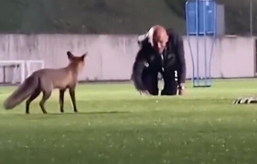 Hit: Lisica prekinula trening šampiona! Nadmudrila trenera, pa pobegla sa "plenom" (VIDEO)