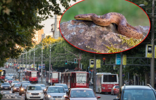 OTROVNA zmija uhvaćena u centru Beograda: Ženka poskoka duga pola metra u Bulevaru despota Stefana