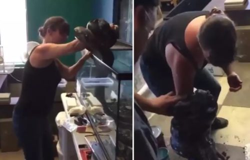 Ruka skroz modra, a KRV šiklja: PITON iznenada napao ženu, njih dvoje nisu uspeli da ga osujete (VIDEO)