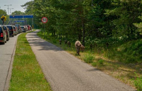 DIVLJE SVINJE ponovo šetaju Novim Beogradom: Preplivale reku, pa krenule put hotela
