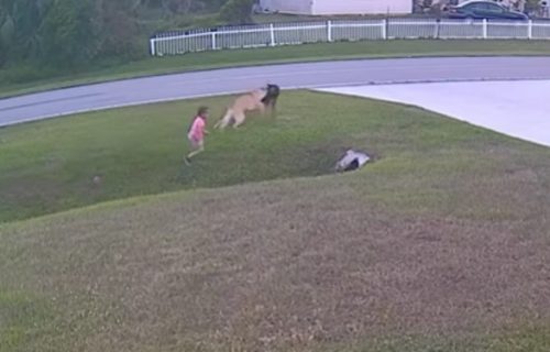 Odani vučjak spasao dečaka od razjarenog psa: Delići sekunde su presudili, bacio se na pretnju (VIDEO)