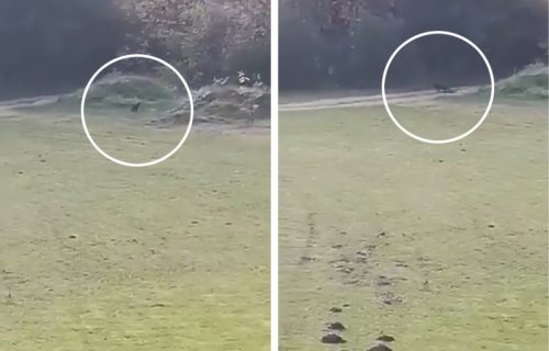 Isplivao NOVI SNIMAK crnog pantera? Zver zastala, pogledala u pravcu kamere i nestala u ŠUMI (VIDEO)
