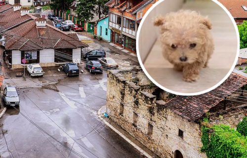 MONSTRUOZNA SCENA u Novom Pazaru: Muškarac ubio štene daskom sa ekserima, majka pokušala da ga oživi