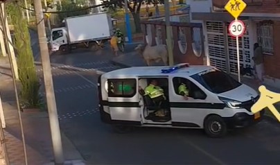 Bik pobegao mesaru "sa noža" i jurio policajce po ulici: Luda priča sa neverovatno srećnim krajem (VIDEO)