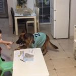 Pas je zalajao i stavio šapu na sto ispred devojčice: Oduševićete se kada vidite zašto (VIDEO)