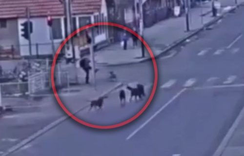 UŽAS u Sjenici: Čopor pasa NAPAO dečaka, on se spasao na NEVEROVATAN način (VIDEO)