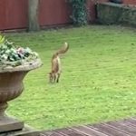 Stvorenje na dve noge prošetalo dvorištem KAO ČOVEK: Ljudi ne mogu da veruju kako se kreće (VIDEO)