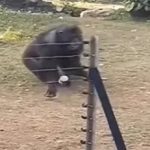 Gađao majmuna flašom, a ovaj uzvratio paljbu: Završilo se krvavo uz "kolateralnu štetu" (VIDEO)