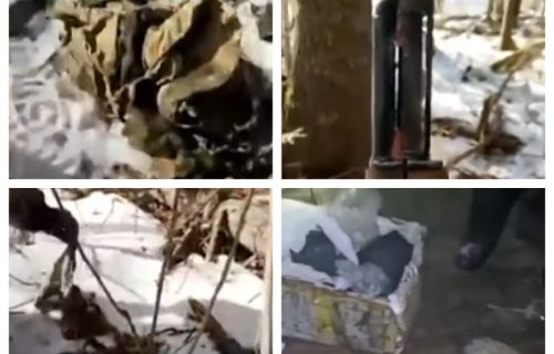 Strašne zveri vrebaju lovce u šumi: Jednog su POJELI CELOG, a drugi je jedva izvukao živu glavu (VIDEO)