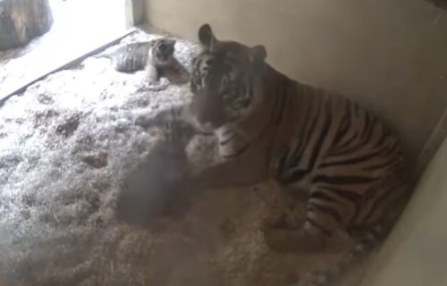 Radnici zoo vrta su pažljivo posmatrali TIGRICU, pa videli nešto fascinantno: Pojavio se snimak (VIDEO)