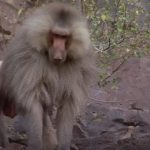 Majmuni čekali planinare u ZASEDI i slomili im noge: Prasnulo je poput GELERA, samo su se srušili (FOTO)