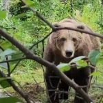 Novi socijalni eksperiment na mrežama pokazao da bi žene pre odabrale medveda nego muškarca (VIDEO)