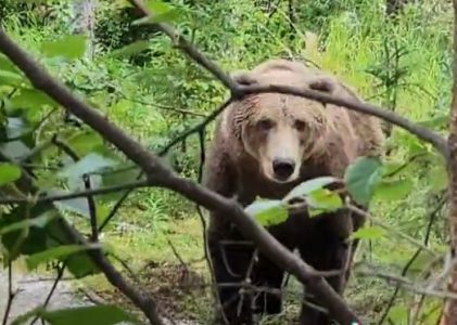 Novi socijalni eksperiment na mrežama pokazao da bi žene pre odabrale medveda nego muškarca (VIDEO)