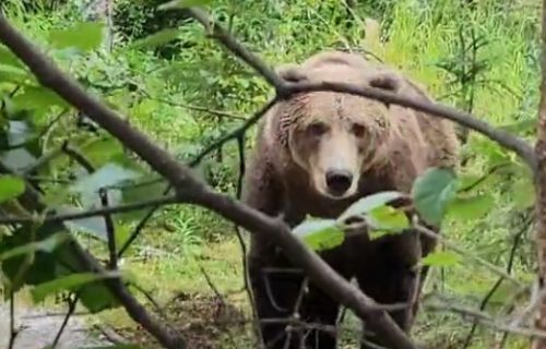 "Ide pravo na nas": Planinare presrela dva OGROMNA MEDVEDA, ovaj trik im je spasao živote (VIDEO)