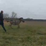 Starcu (72) umalo otkinula ruku ZEBRA "kućni ljubimac": Objavljen snimak FATALNOG okršaja (VIDEO)