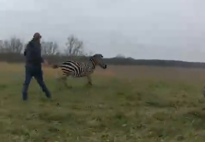 Starcu (72) umalo otkinula ruku ZEBRA "kućni ljubimac": Objavljen snimak FATALNOG okršaja (VIDEO)