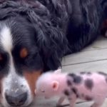 Ništa slađe danas nećete videti: Neobična ljubav i prijateljstvo između psa i prasenceta (VIDEO)