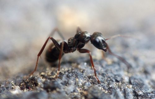 Ako mučite muku sa mravima i komarcima: Napravite smesu od ova dva sastojka i nestaće zauvek
