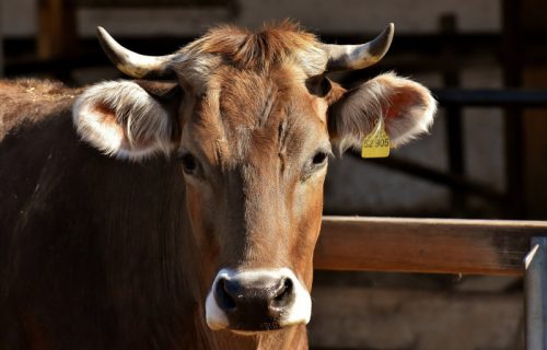 Slovenačkom farmeru oduzete 24 krave jer su bile prljave