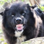 UŽAS U SELU KOD NIŠA: Ženu i dete (4) izujedali razjareni psi
